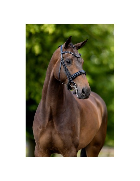 BR stang en trens hoofdstel Wendover