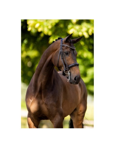 BR Weymouth Bridle Wendover