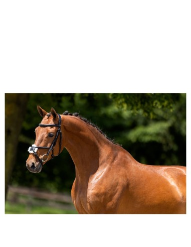 BR Mexicaans hoofdstel Grantham