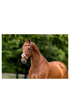 BR Grackle Bridle Grantham...