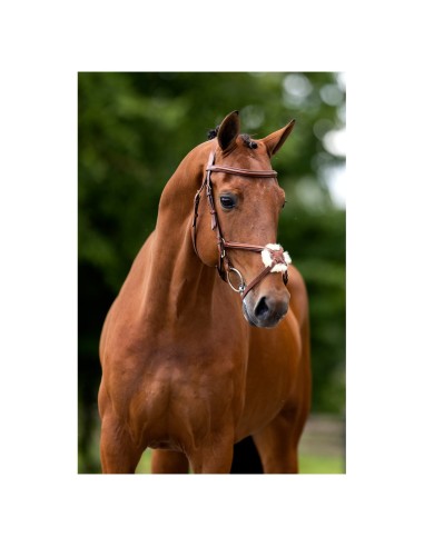 BR Grackle Bridle Grantham