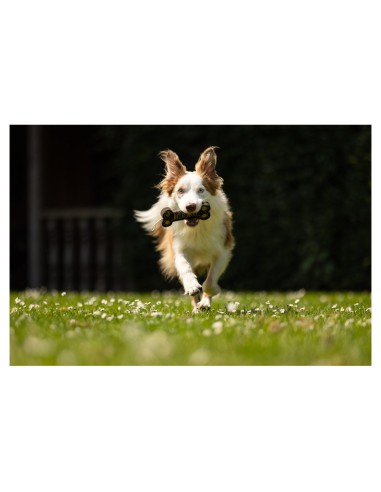 BR Hundespielknochen