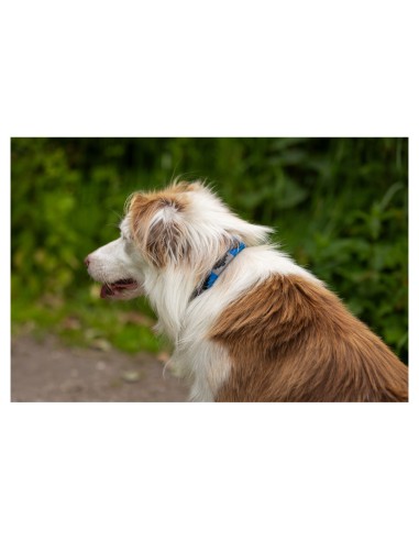 BR honden halsband