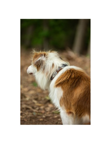 Collier de chien BR