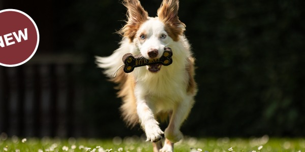 Nieuw: de BR Dogs Collection: speels, stevig en comfortabel